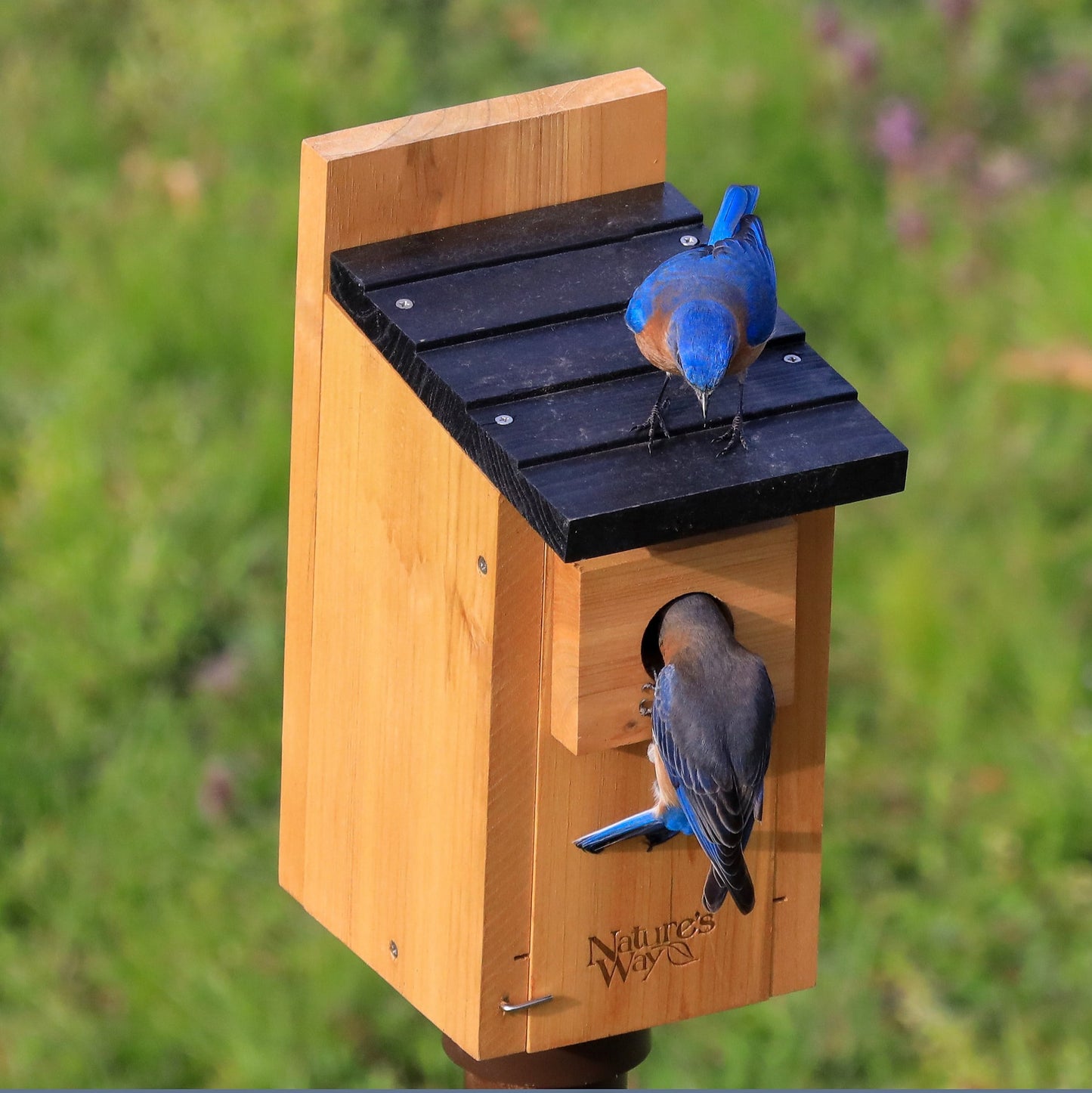 'Nature's Way Cedar Bluebird Box House, Brown